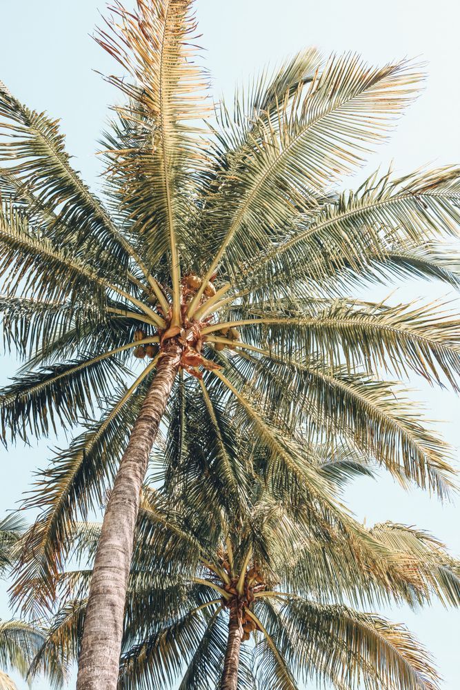 New Palm Trees Photography Art | Jen Helton Photography
