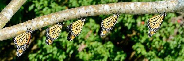 Monarch Butterflies on Branch Wildlife Photography Print