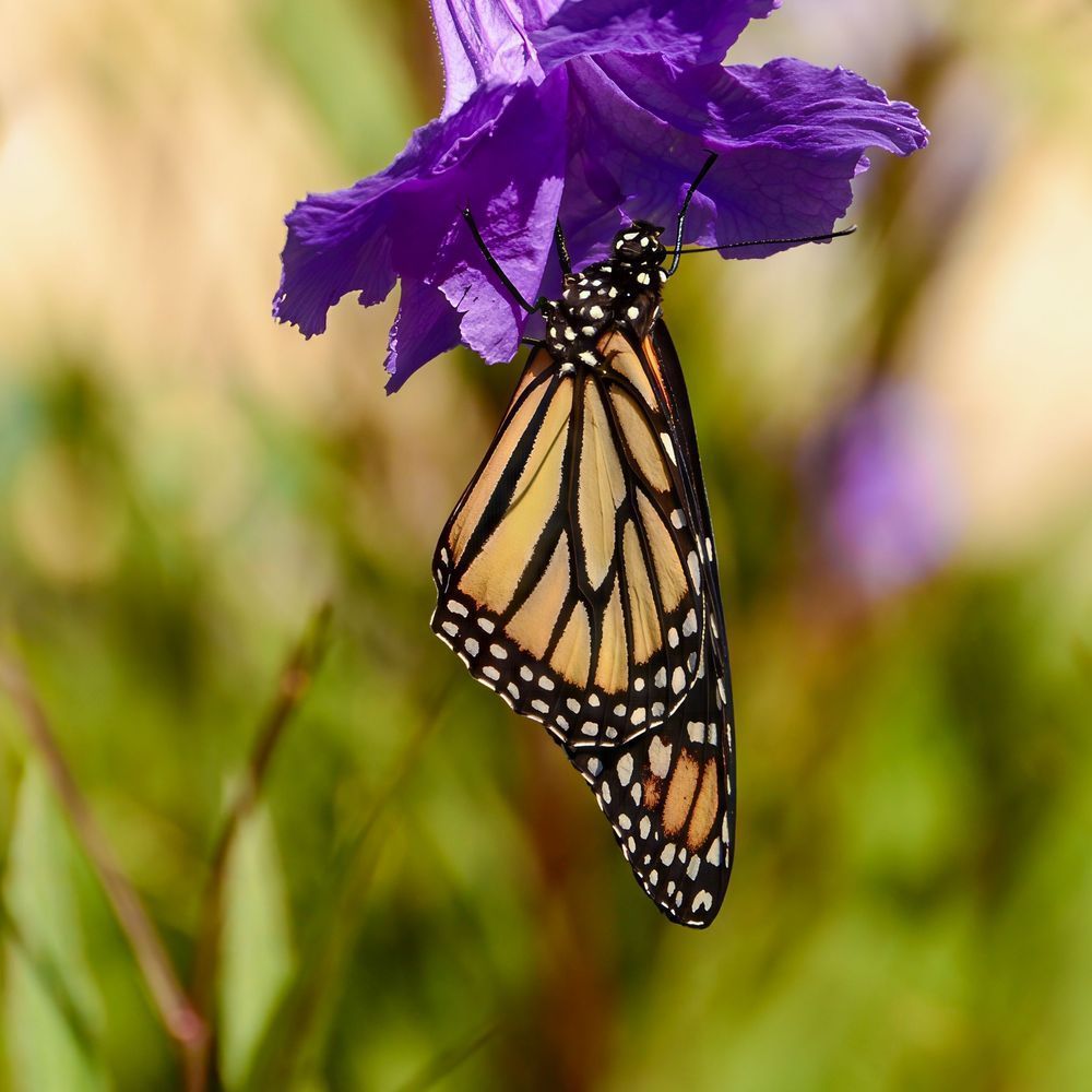 Monarch Butterfly Photography Art | Jen Helton Photography