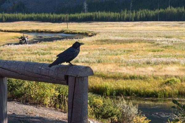 Raven In Yellowstone Photography Art | Jen Helton Photography