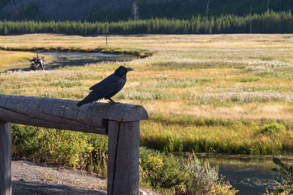 Raven In Yellowstone Photography Art | Jen Helton Photography