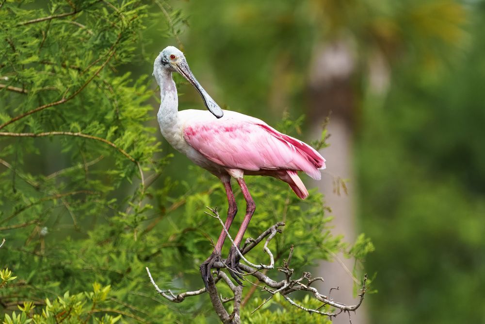 Roseate Spoonbill Photography Art | Jen Helton Photography