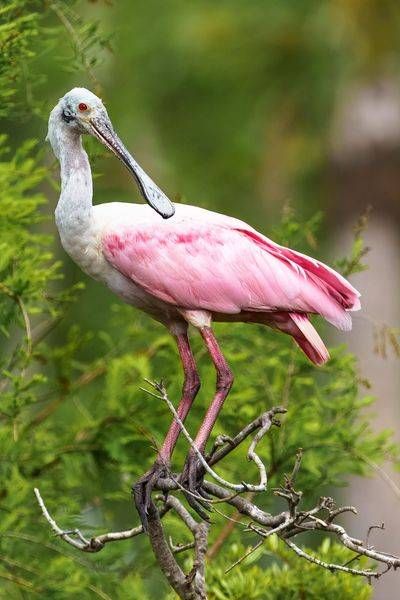 Roseate Spoonbill Photography Art | Jen Helton Photography