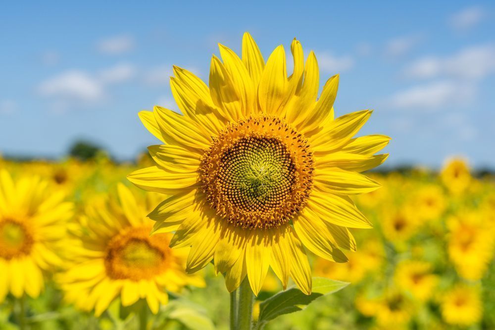 Sunflower 1.Jpg Photography Art | Jen Helton Photography