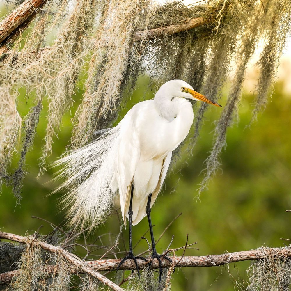 Snowy Egret In Moss Photography Art | Jen Helton Photography