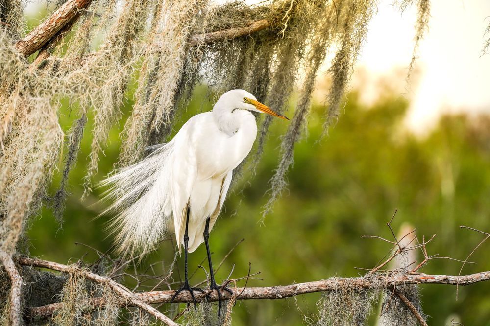Great Egret in Moss | Florida Bird Photography Print