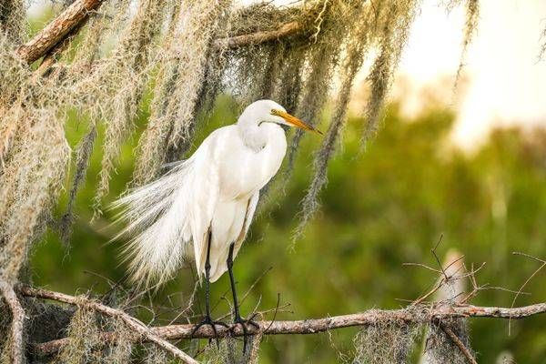 Great Egret in Moss | Florida Bird Photography Print