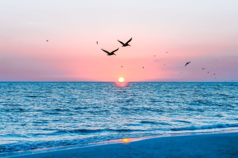 Pelicans And Sunset Photography Art | Jen Helton Photography
