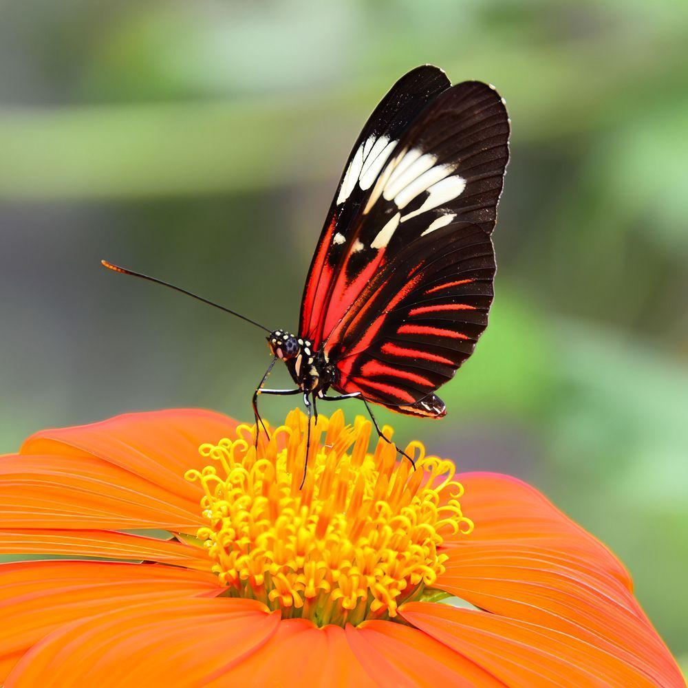 Piano Key Butterfly Photography Art | Jen Helton Photography