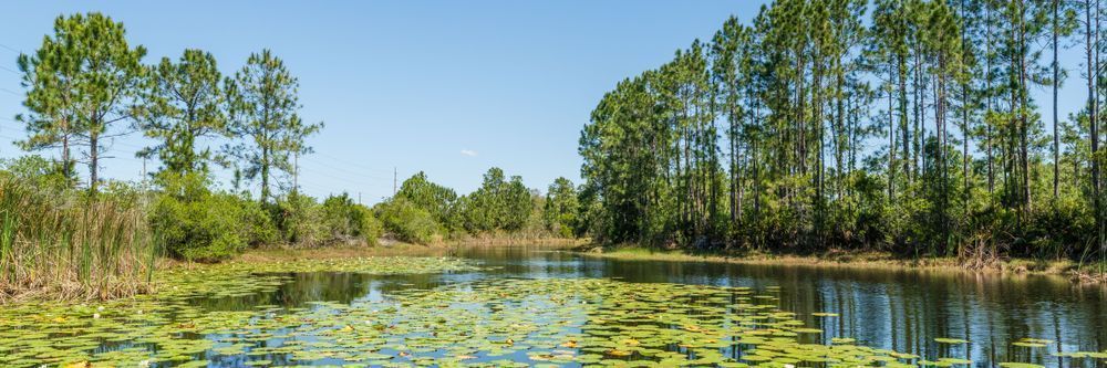 Water Lily Pond Photography Art | Jen Helton Photography