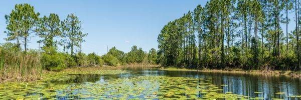 Water Lily Pond Photography Art | Jen Helton Photography