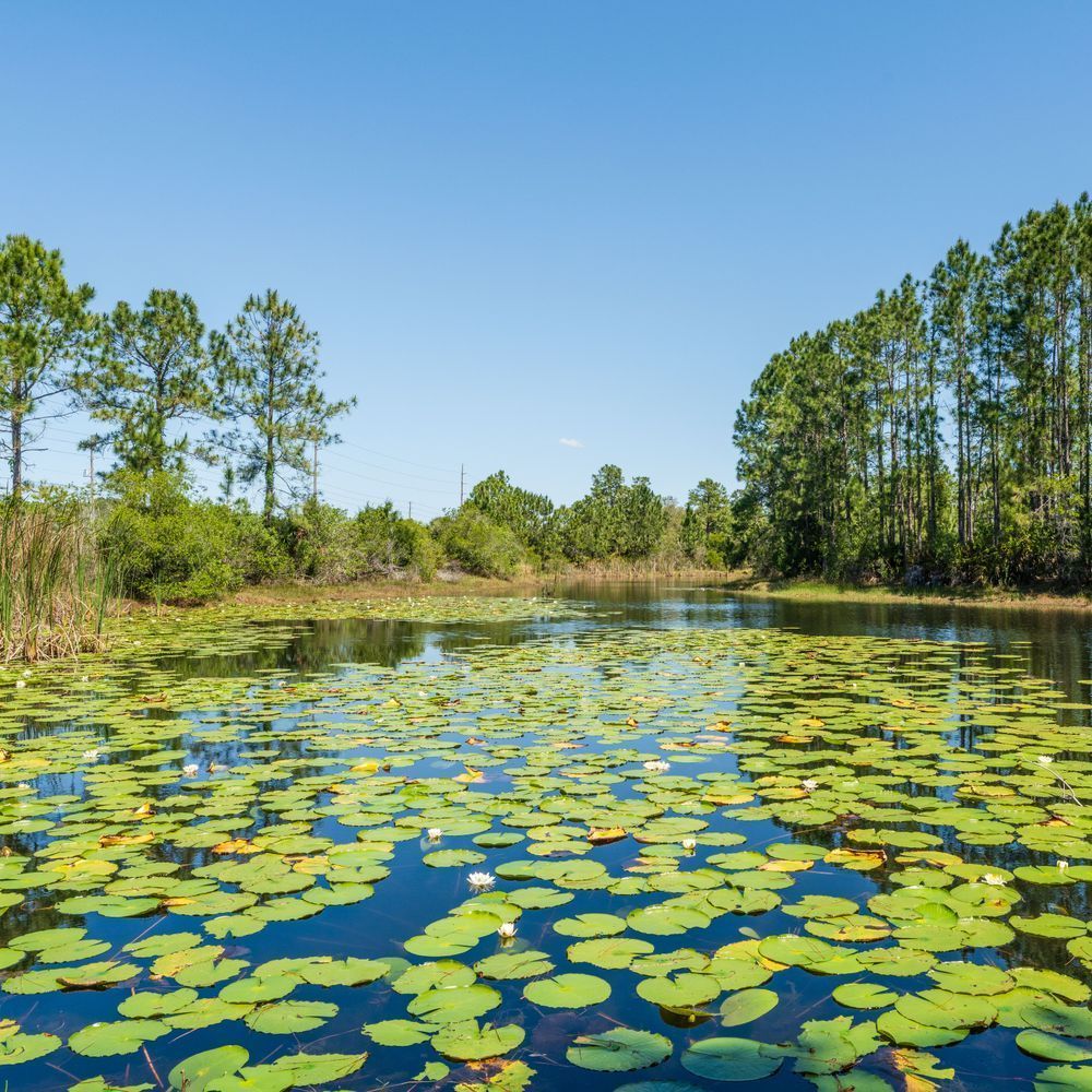 Water Lily Pond Photography Art | Jen Helton Photography