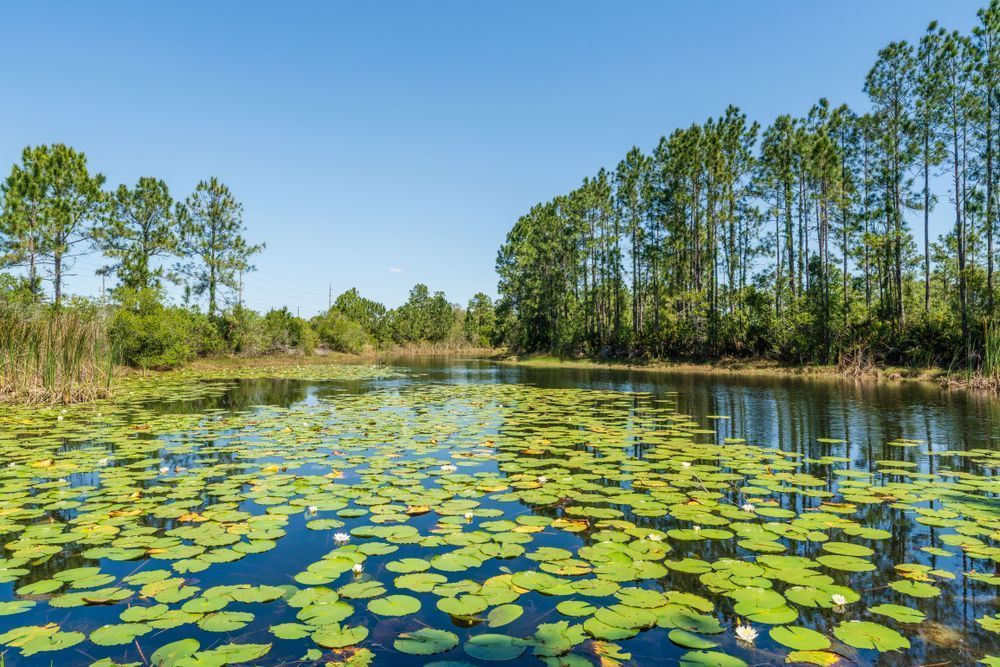 Lily Pad Pond Landscape Photography Print