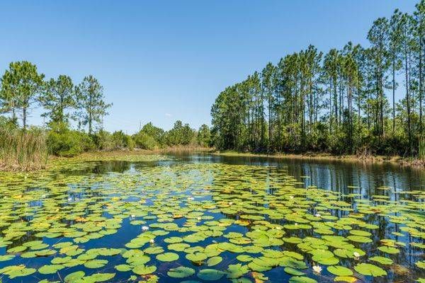 Lily Pad Pond Landscape Photography Print