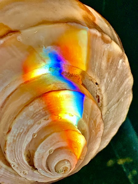 Conch Shell 2 Photography Art | Heather Loftes Photography