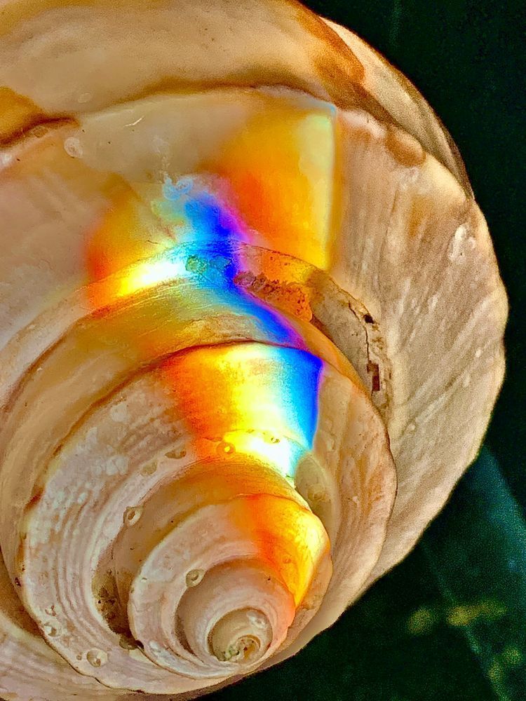 Conch Shell 2 Photography Art | Heather Loftes Photography