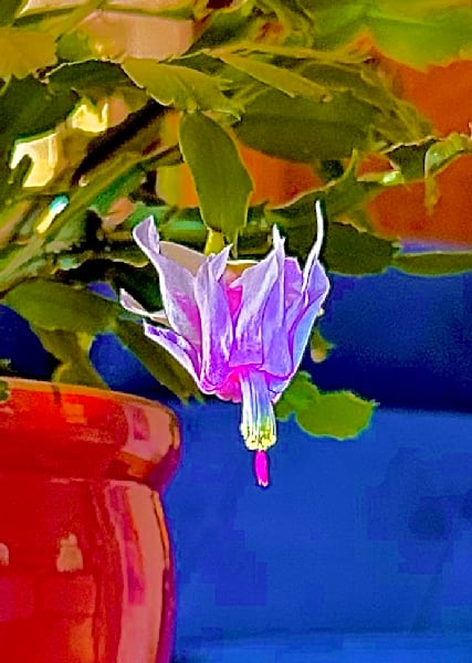 Christmas Cactus Photography Art | Heather Loftes Photography