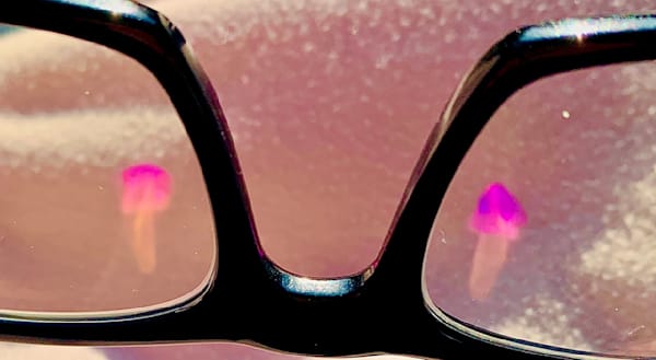 Jelly Fish Photography Art | Heather Loftes Photography