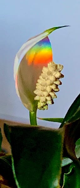 Peace Lily Photography Art | Heather Loftes Photography