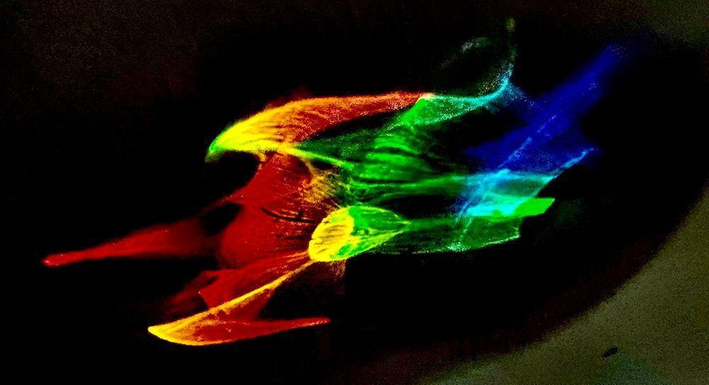 Flying Falcon Photography Art | Heather Loftes Photography