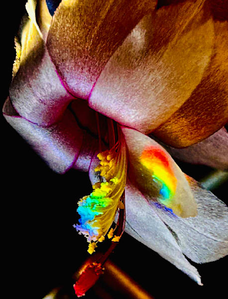 April Bloom Photography Art | Heather Loftes Photography