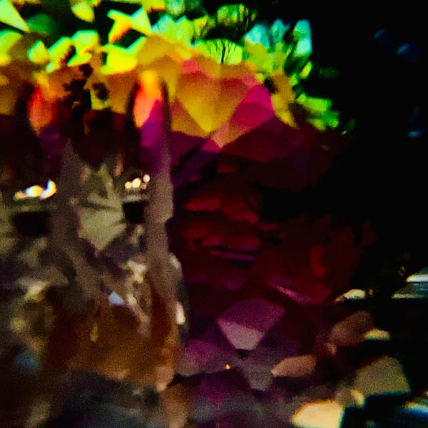 Wisdom Tree Photography Art | Heather Loftes Photography