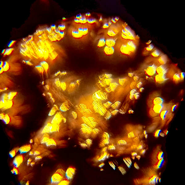 Golden Fireworks Photography Art | Heather Loftes Photography