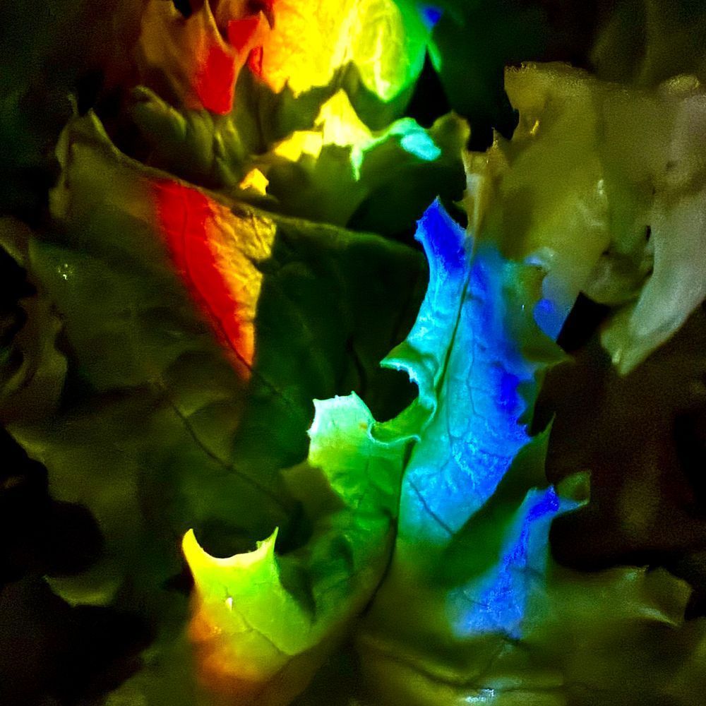 Boston Lettuce Photography Art | Heather Loftes Photography