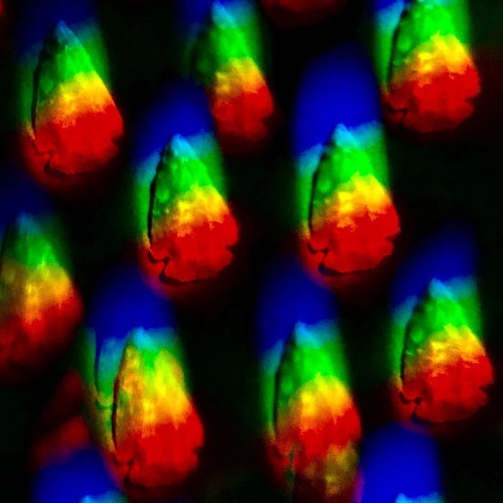 Arrowheads Photography Art | Heather Loftes Photography