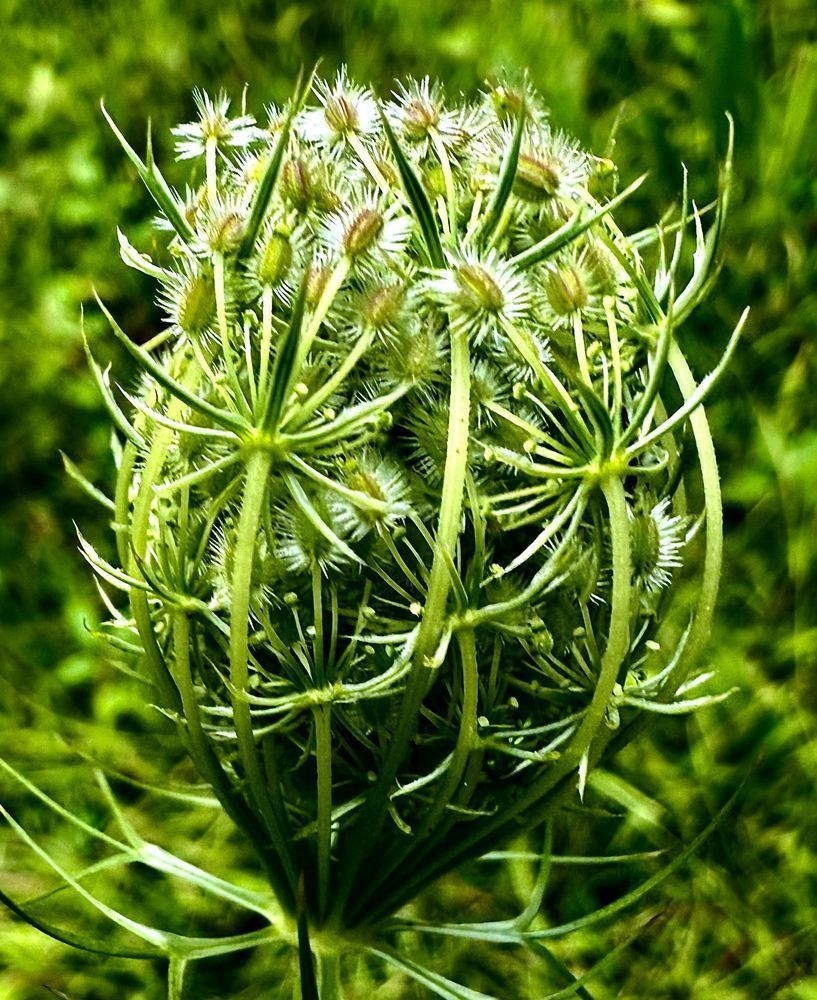 Flowerball Photography Art | Heather Loftes Photography