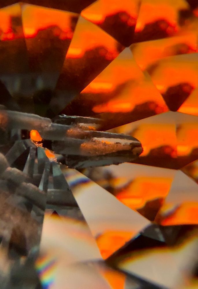 Halloween Flower Photography Art | Heather Loftes Photography