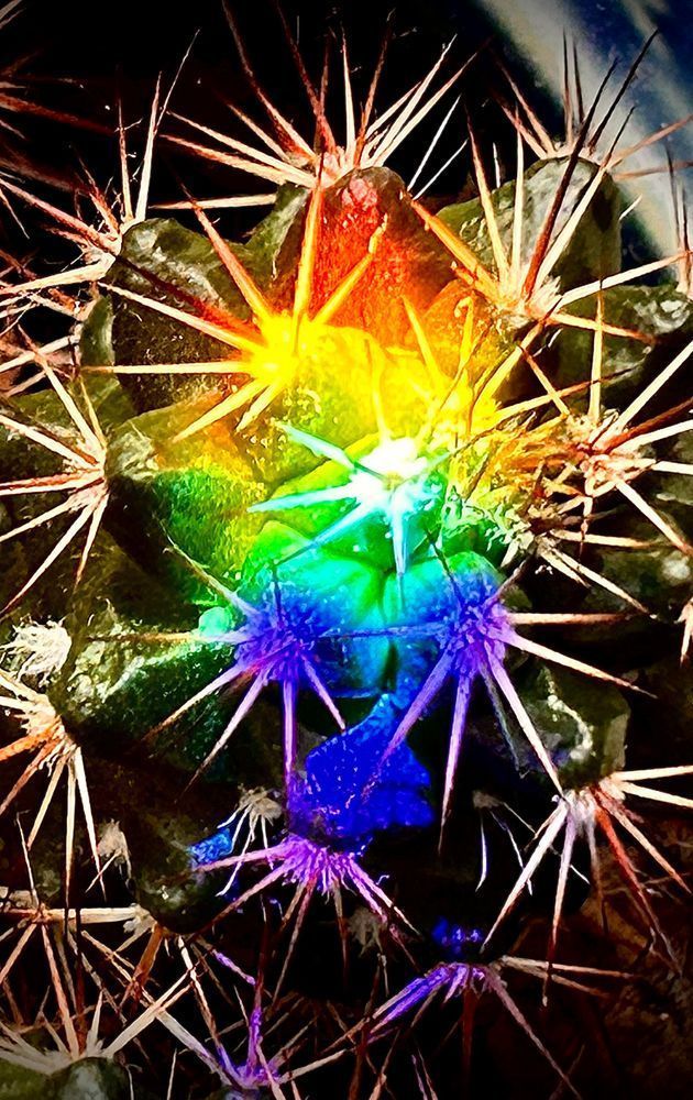 Prickly Cactus