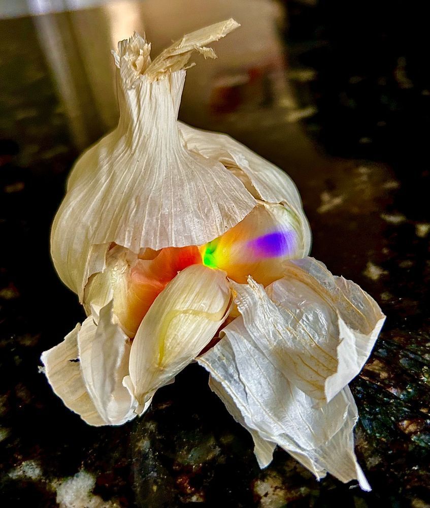 Garlic Clove