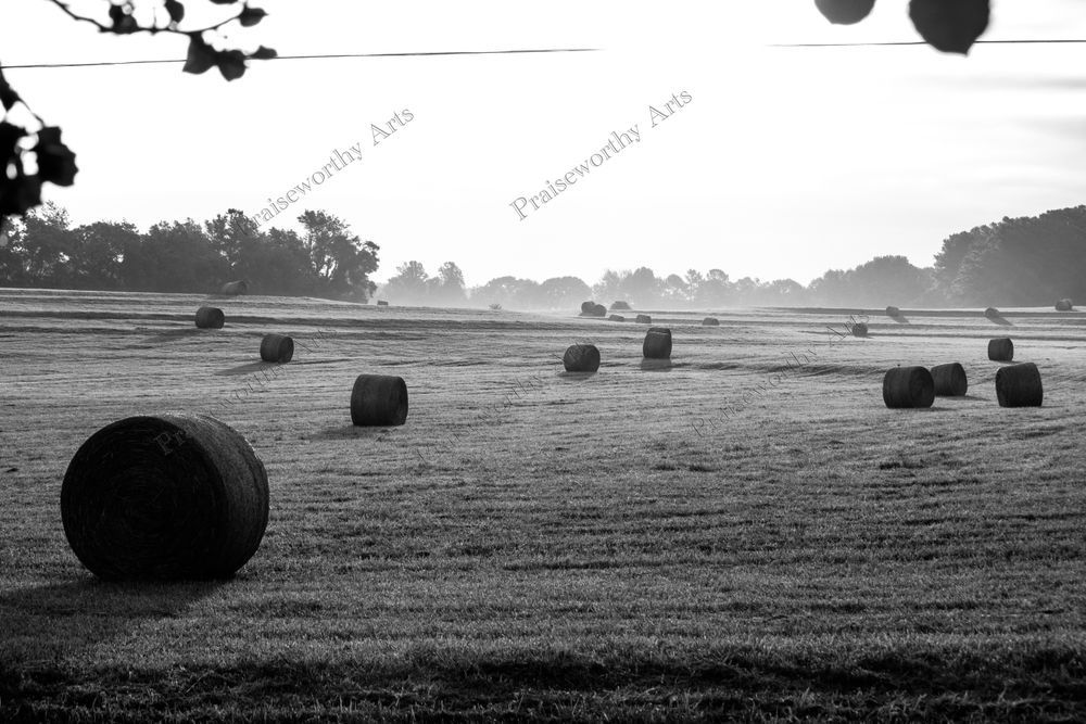 Cattle Spools - Grayscale Fine Art Image in Sizes from 6" x 4" to 42" x 28"