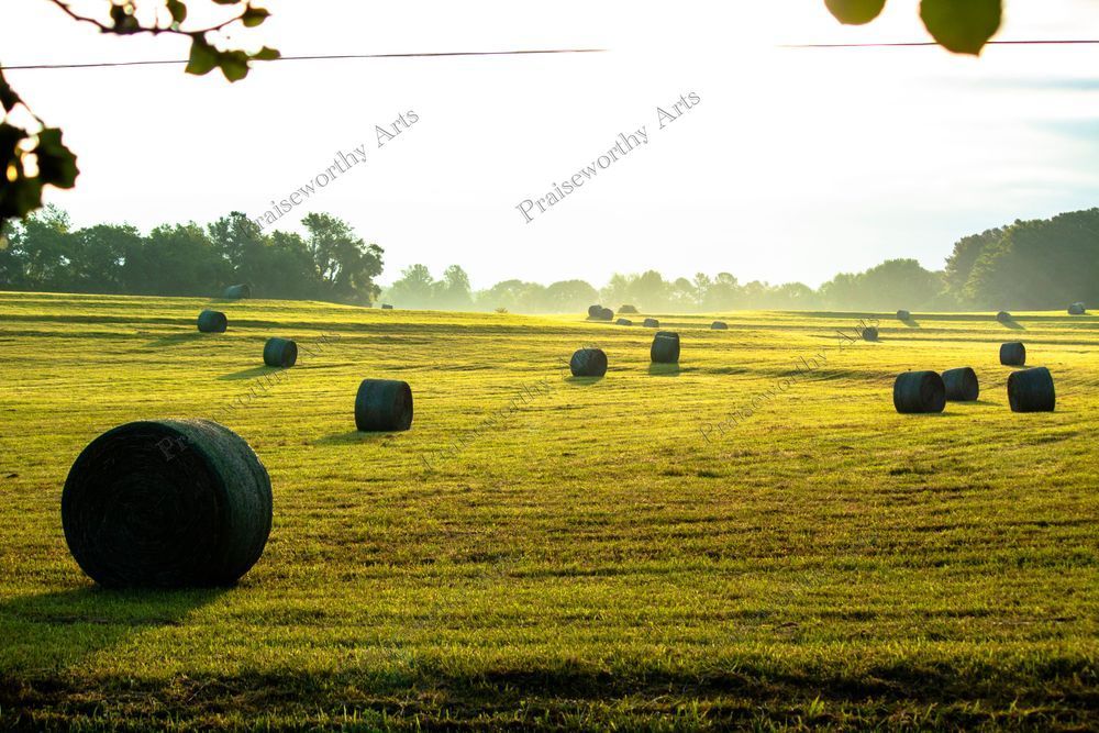 Cattle Spools - Natural Fine Art Image in Sizes from 6" x 4" to 42" x 28"