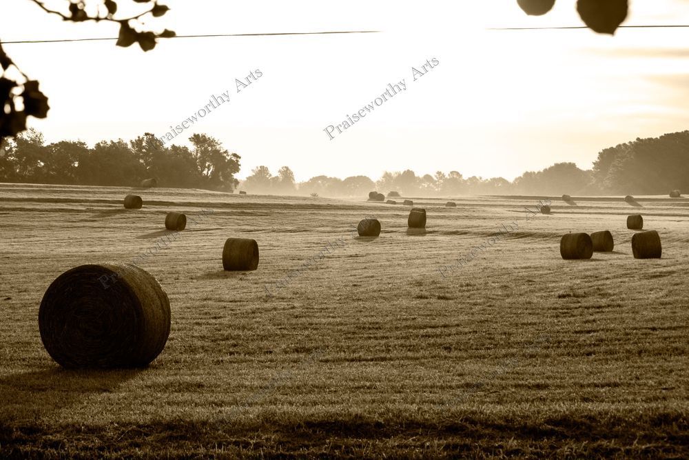 Cattle Spools - Sepia Fine Art Image in Sizes from 6" x 4" to 42" x 28"