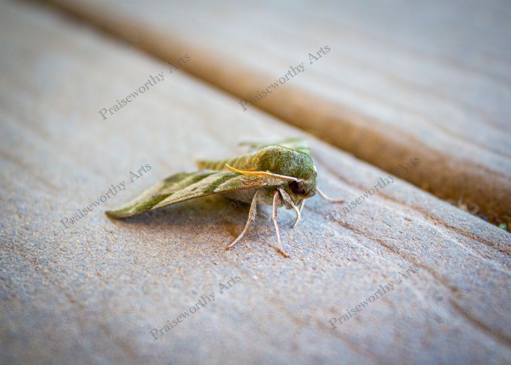 Greenish Moth on Deck