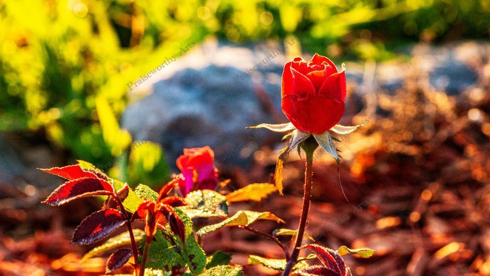 Declamatory Rose