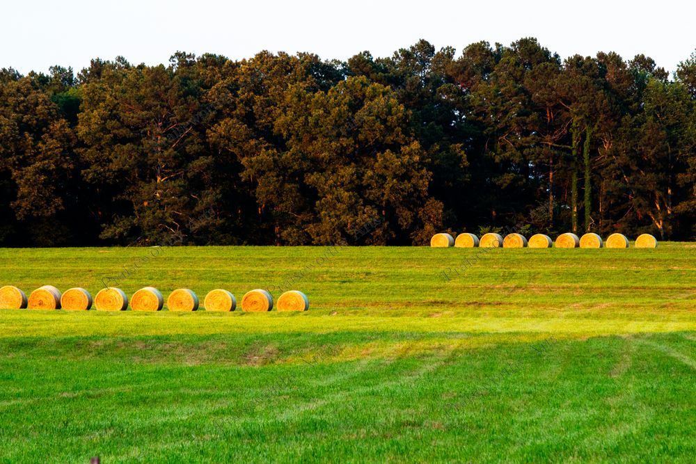 Eighteen Bales