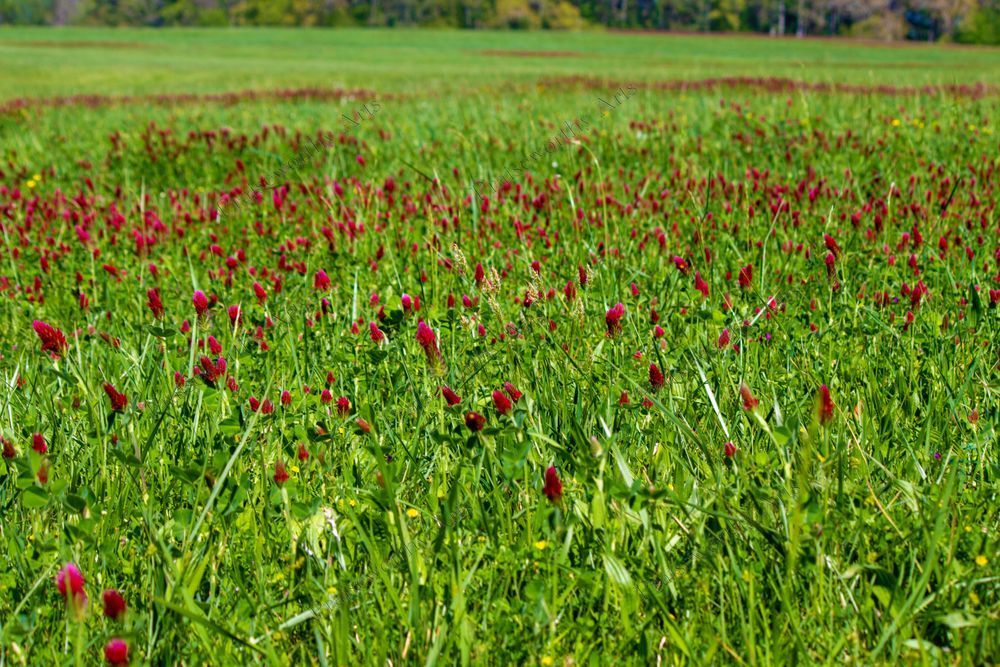 Tennessee Magenta South Fine Art Image in Sizes from 6 x 4" to 42" x 28”