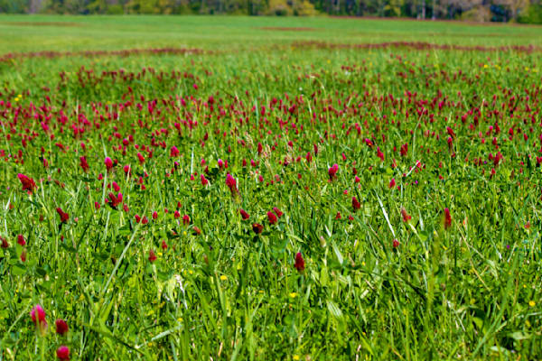 Tennessee Magenta South Fine Art Image in Sizes from 6 x 4" to 42" x 28”