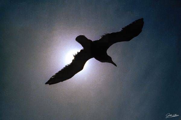 Wildlife