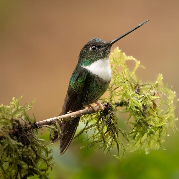 Hummingbirds