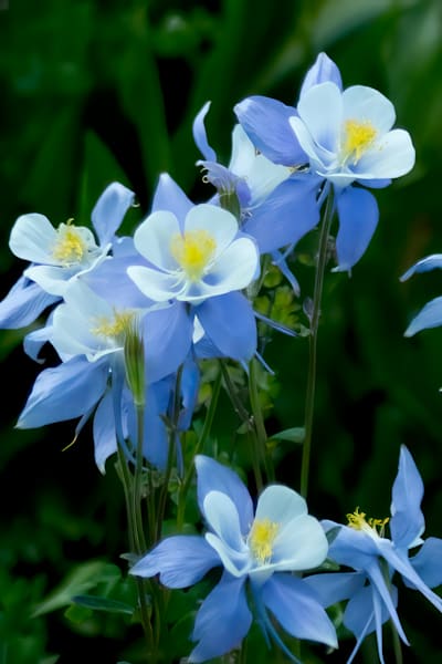Flowers, Bees, and Butterflies