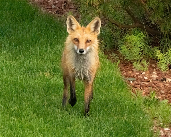 Wildlife