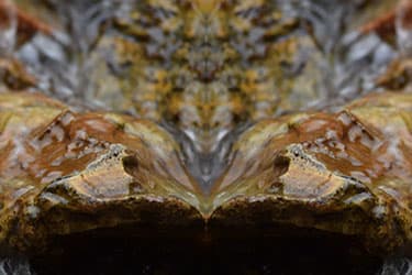 Wolphelan Photo Art