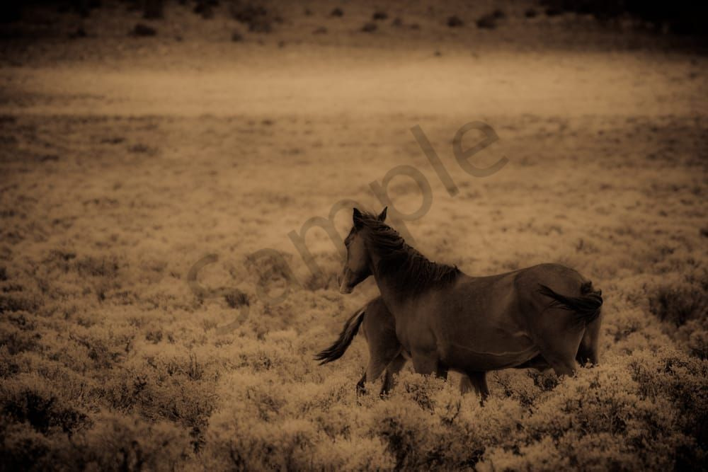 Wild Mustang Mare And Fillie Photography Art | Radiant Imagination Media, LLC