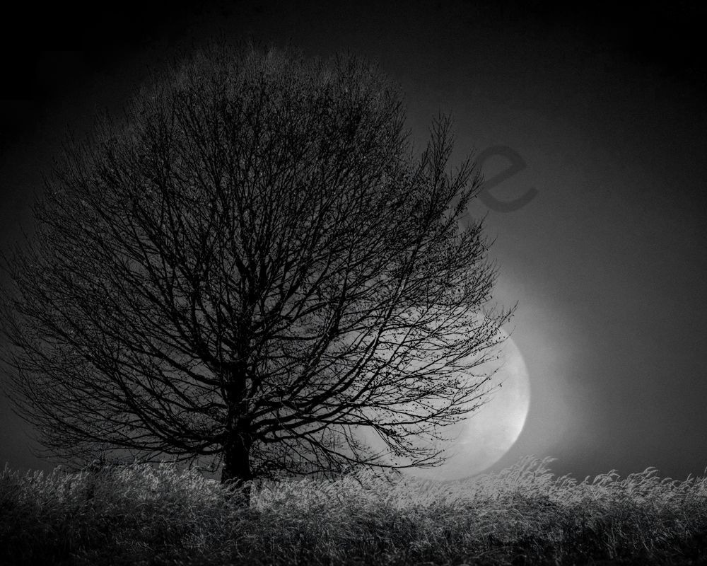 Moonrise With Tree Photography Art | Radiant Imagination Media, LLC