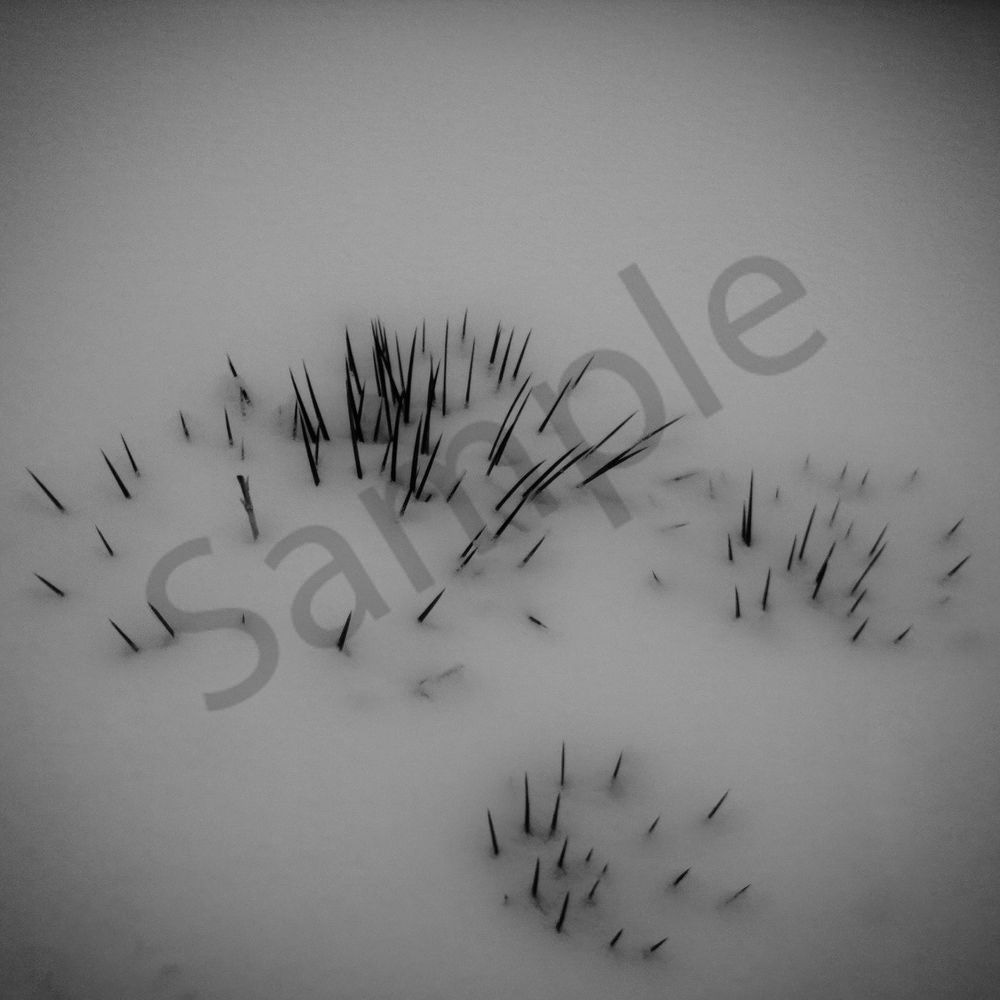 Quils Blanketed in Snow