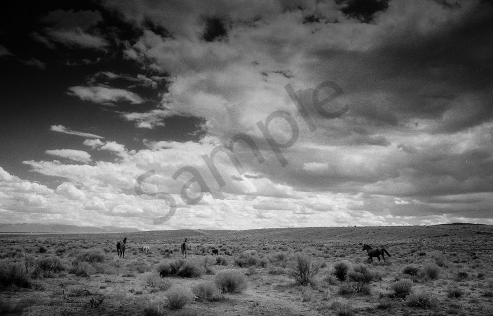 Wild Mustangs Photography Art | Radiant Imagination Media, LLC
